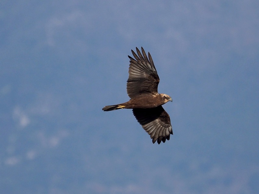 Falco di Palude (Circus aeruginosus) ♂♀